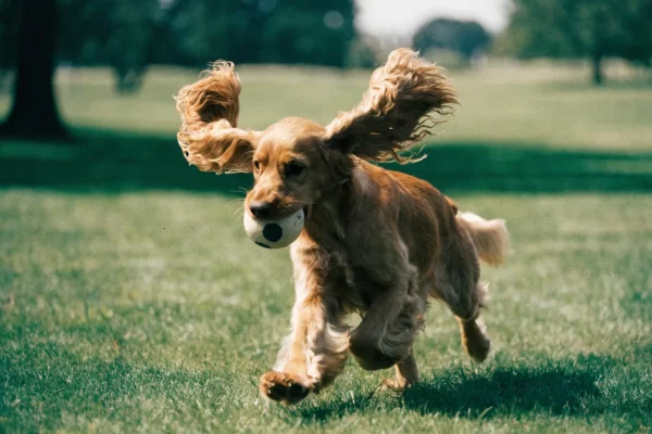 Golden Cocker Spaniel retrieving a ball on a sunny park lawn