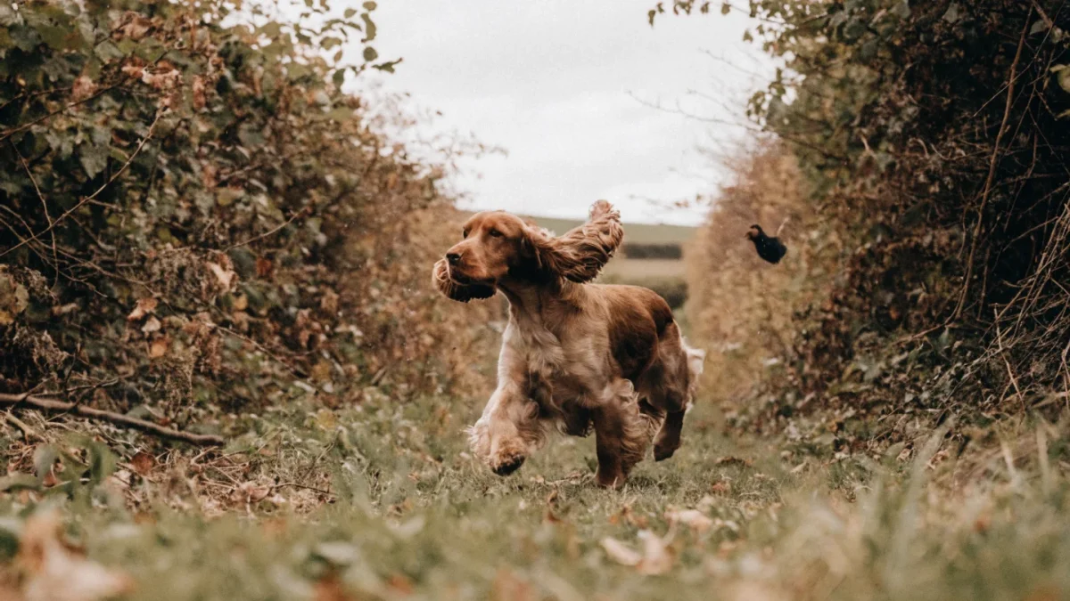 History of the Cocker Spaniel: From Woodcock Flushing to Show Ring Star