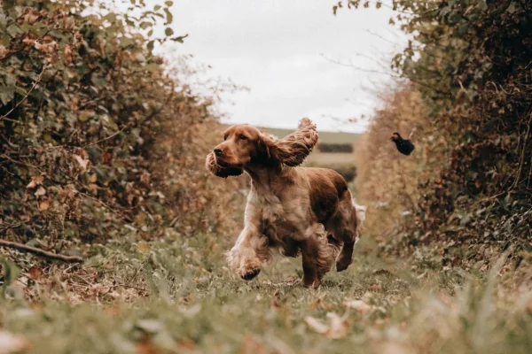Cocker spaniel flushing a bird from dense hedgerow cover in an English countryside with autumn tones and overcast sky