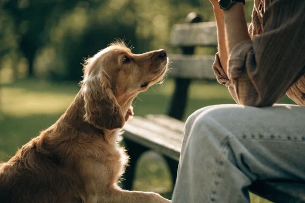Buff cocker spaniel sitting on a park bench beside its owner looking up attentively in warm afternoon light