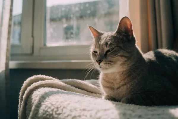 Senior grey tabby cat resting near a window with a calm but slightly confused expression