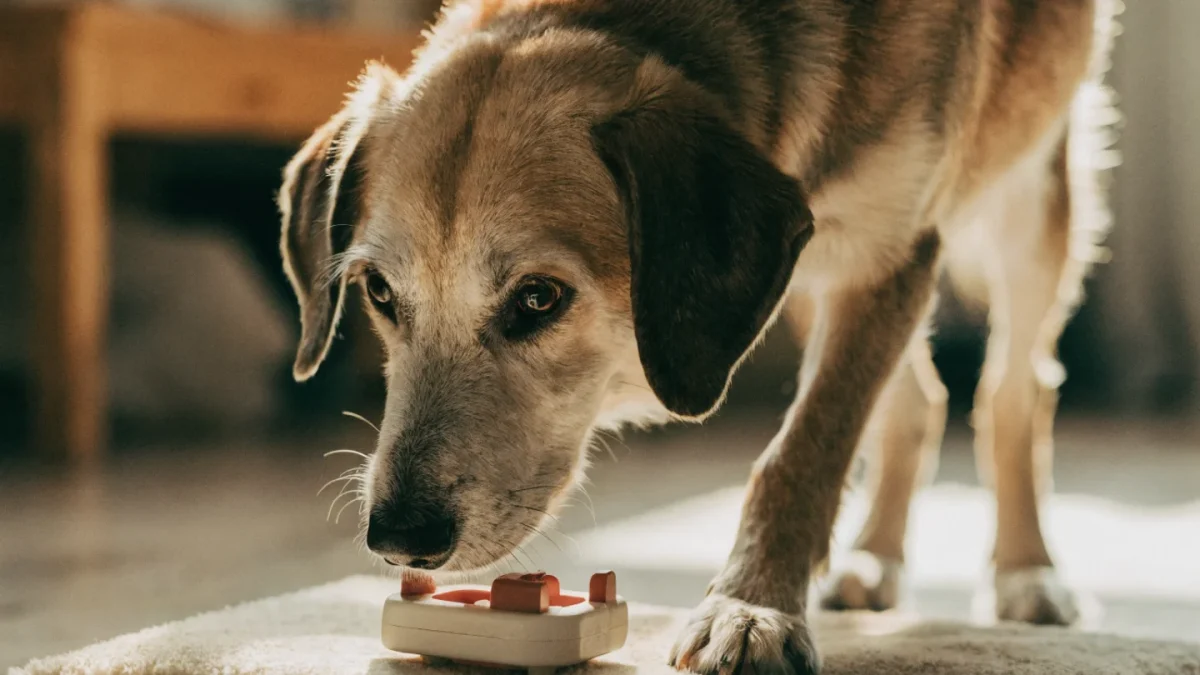 Cognitive Enrichment for Senior Dogs: Keeping the Aging Brain Sharp