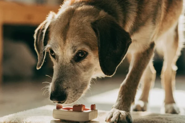 Senior dog with gray muzzle working on a simple food puzzle toy showing engaged cognitive activity