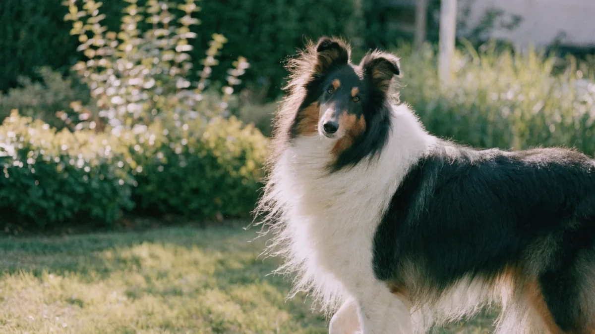 5 Common Misconceptions About Collies