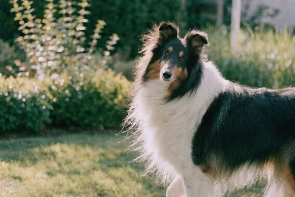 Tricolor rough collie with an alert expression standing in a garden with natural afternoon lighting