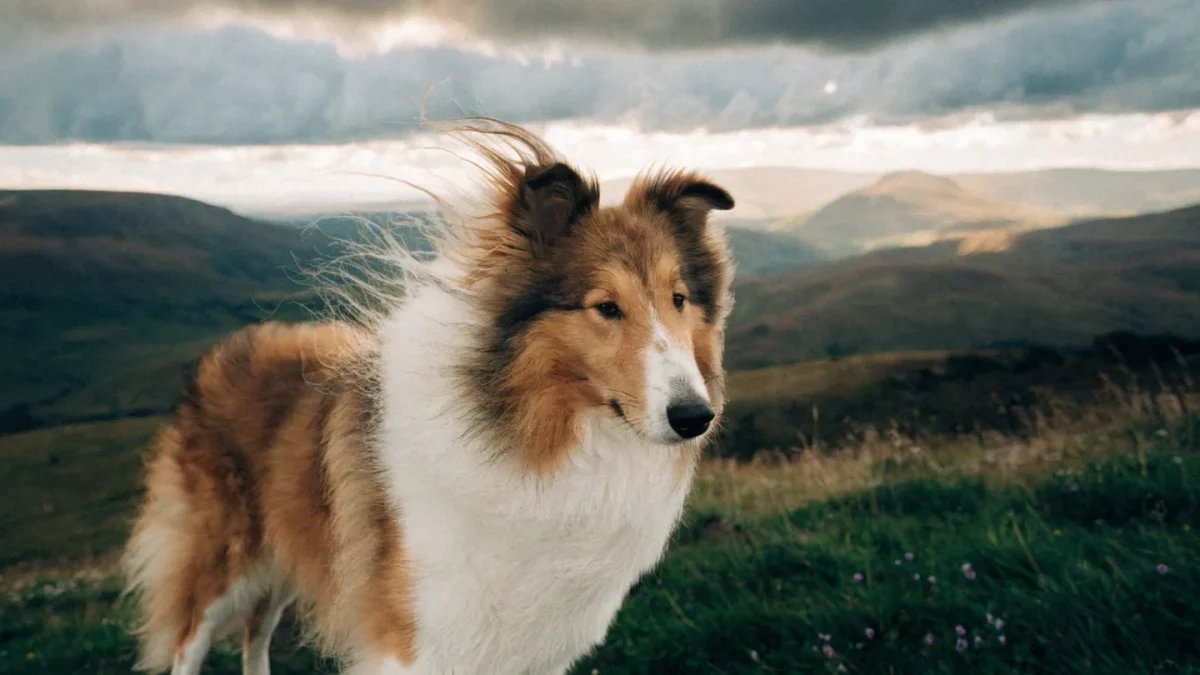 Collie: The Complete Breed Guide (Rough and Smooth)