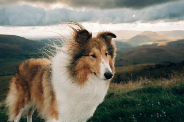 Sable and white rough collie standing on a Scottish hillside with dramatic clouds and golden light