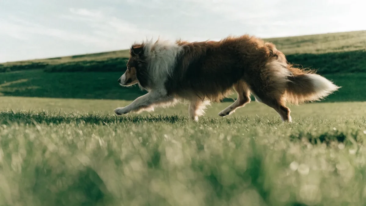 Collie Exercise Needs: Keeping a Herding Breed Happy