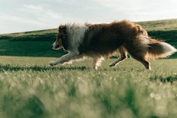 Rough collie trotting across a green meadow with a flowing sable and white coat in soft afternoon light