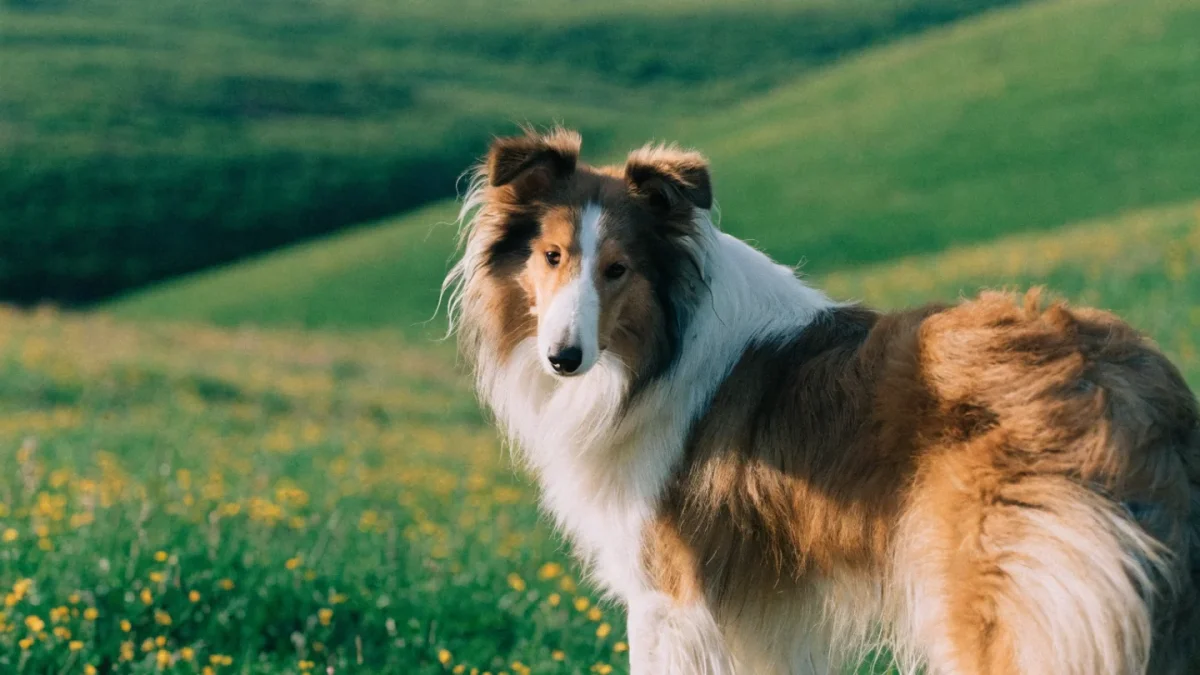 Collie Genetics: CEA, MDR1, and Coat Color Inheritance