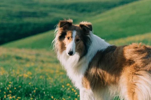 Sable rough collie standing in a sunlit meadow, showing coat and facial marking genetics