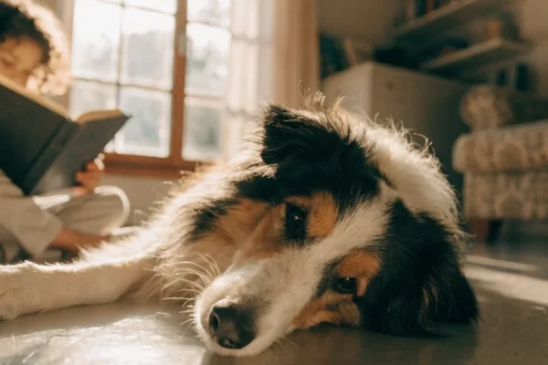 Tricolor rough collie lying next to a child on a living room floor in warm afternoon light