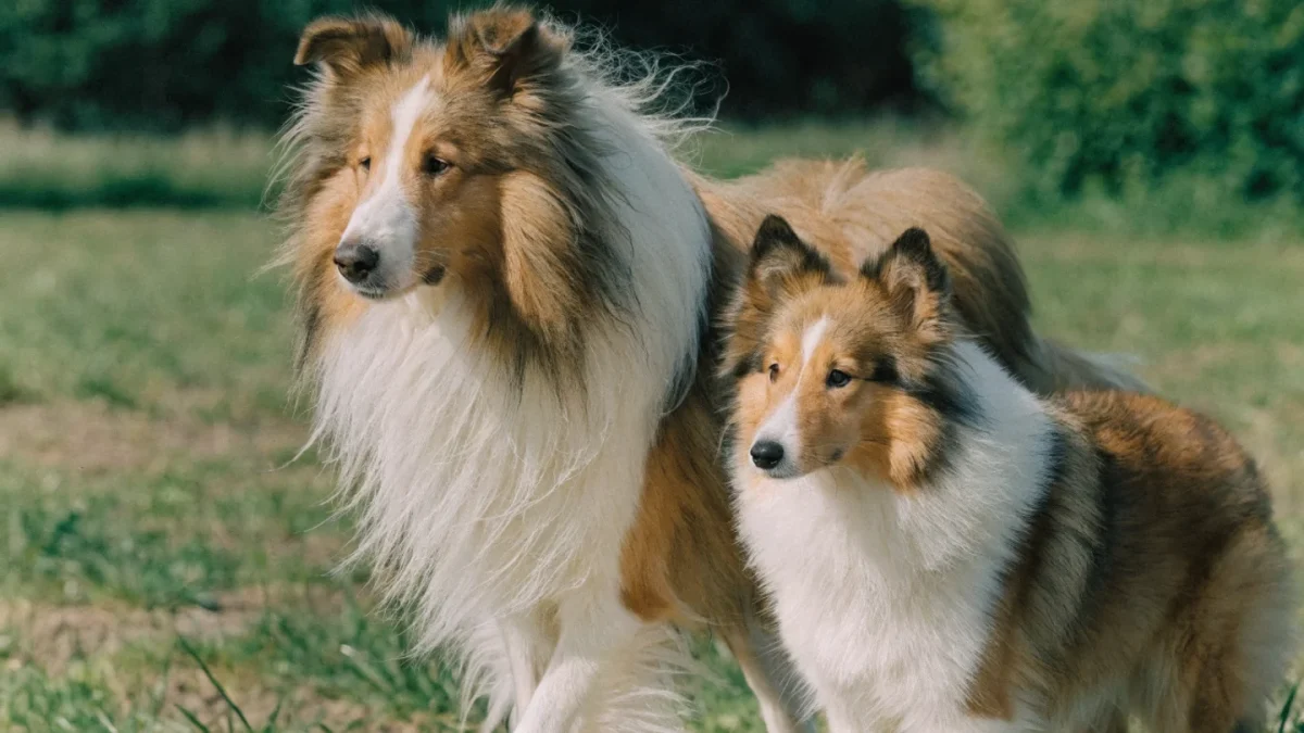 Collie vs Shetland Sheepdog: Are They Really Miniature Collies?