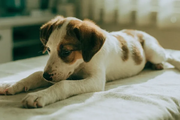 Young puppy resting during a veterinary wellness examination