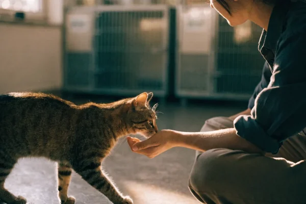Person meeting a tabby cat at an animal shelter, cat sniffing outstretched hand