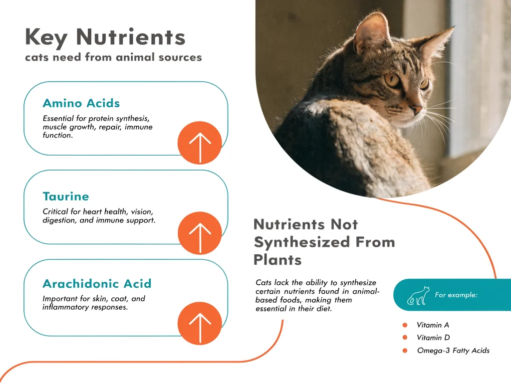 Infographic of essential cat nutrients only available from animal tissue