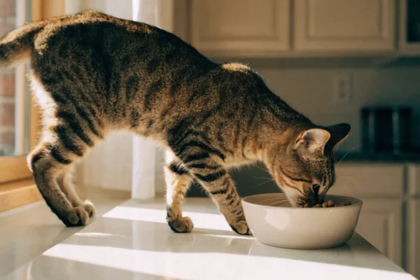 Adult tabby cat eating from ceramic food bowl in a sunny kitchen