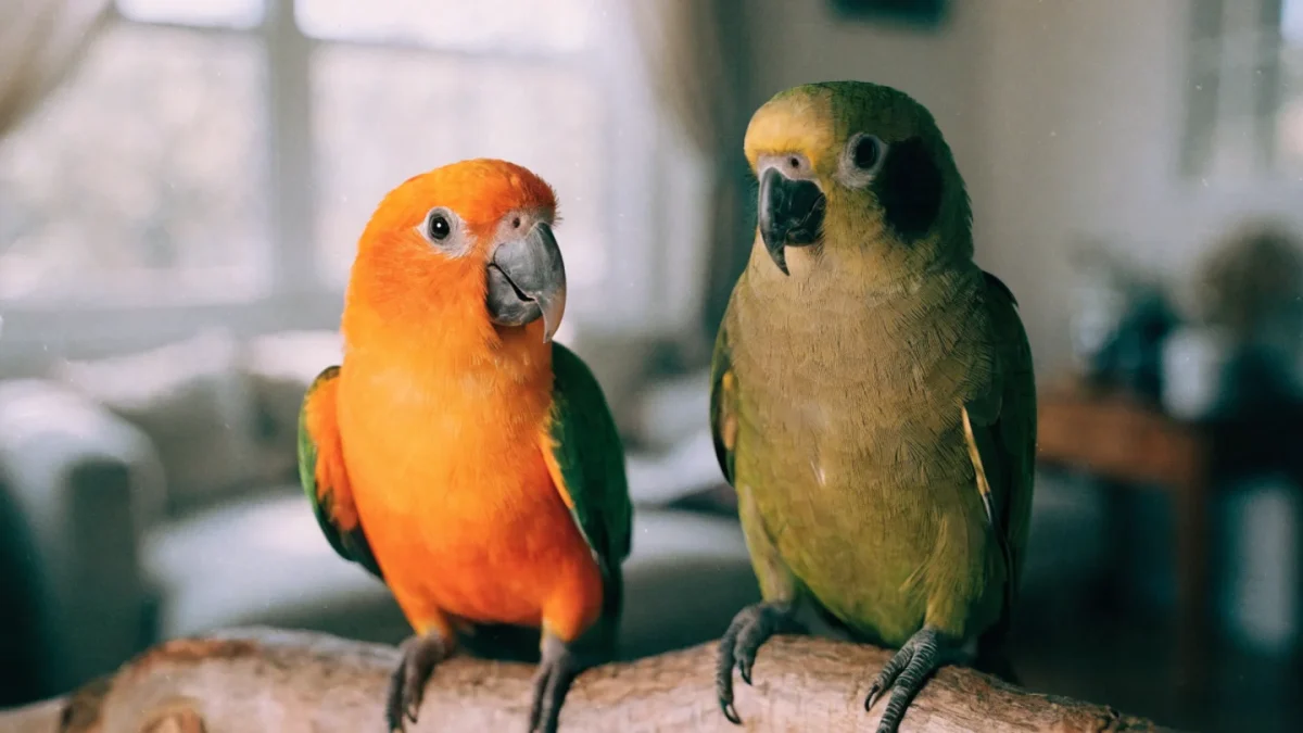 Conure Care Guide: Species, Personality, Noise, and Diet