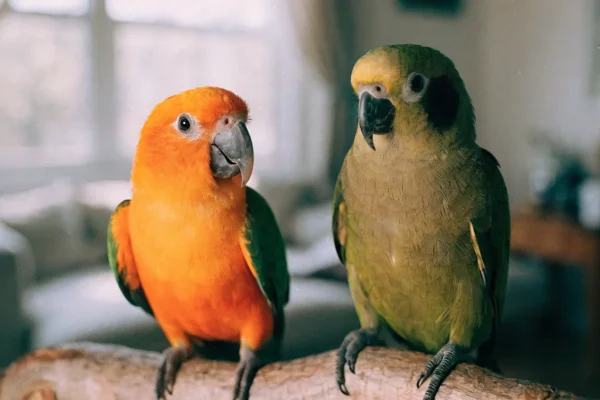 Sun conure and green cheek conure perched together on a natural wood branch in a bright living room