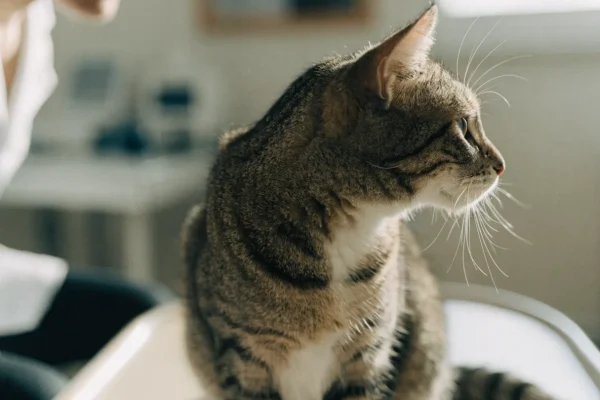 Tabby cat during a veterinary vaccination appointment, calm and alert