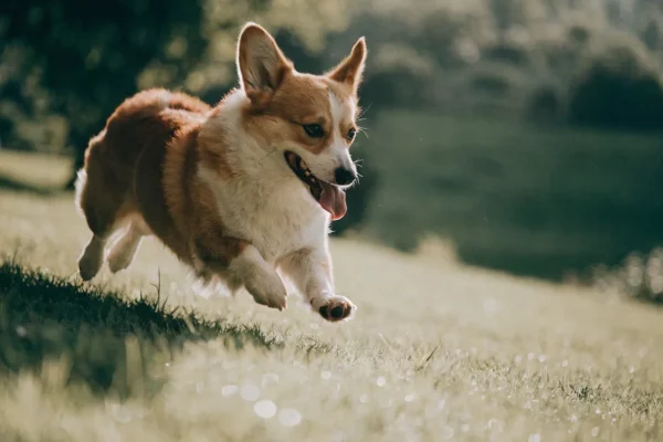 Red-and-white Pembroke Welsh Corgi with a bobtail running through a meadow