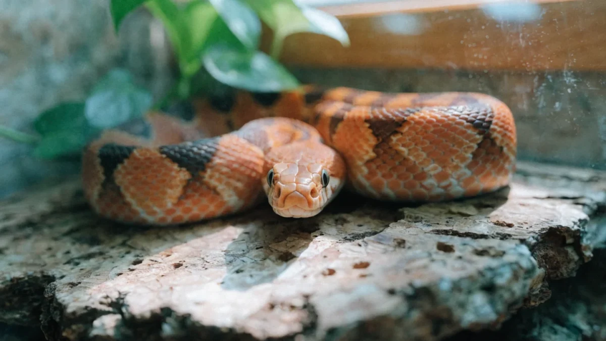 Complete Corn Snake Care Guide: The Ideal Beginner Snake