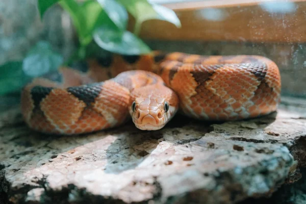 Orange and red corn snake resting on cork bark inside a planted vivarium