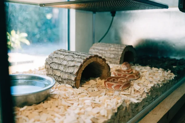 Well-equipped corn snake vivarium with hides, water bowl, and aspen substrate