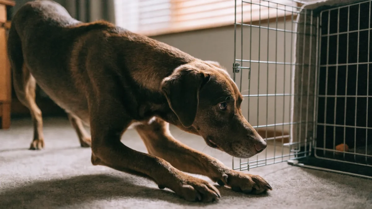 Crate Training an Adult Dog Who Has Never Been Crated
