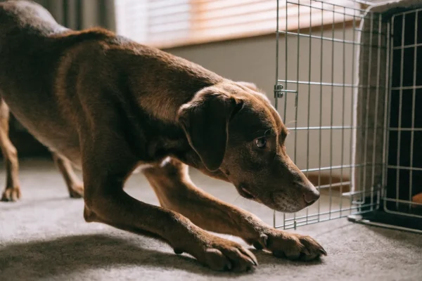 Adult dog investigating an open crate with treat inside during crate training