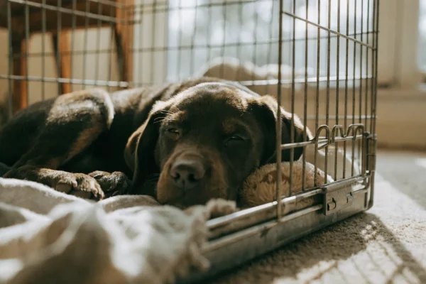 Puppy resting contentedly in an open wire crate with door open
