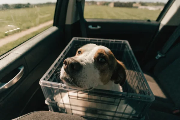Dog relaxed in a secured travel crate in the back of a car