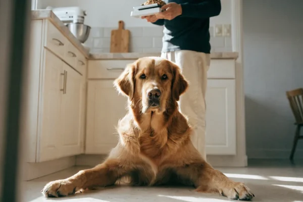 Dog owner weighing kibble portion on a kitchen scale for an overweight golden retriever