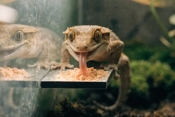 Crested gecko eating powdered complete diet from an elevated feeding ledge inside a vivarium