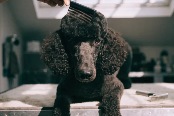 Black Standard Poodle on grooming table with slicker brush working through curly coat using line brushing technique