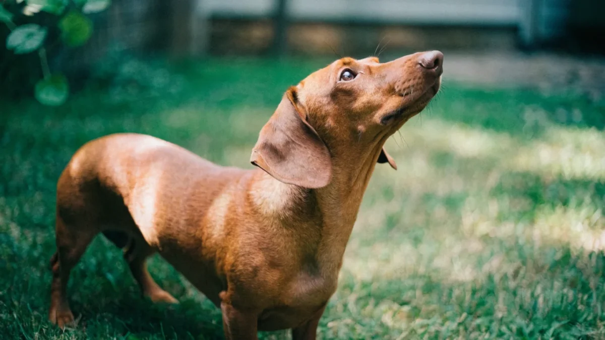 5 Common Misconceptions About Dachshunds
