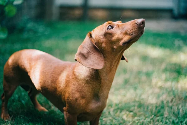 Red Dachshund standing alert in a grassy backyard