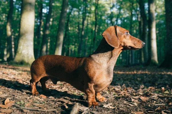 Red smooth-coated dachshund standing on a leaf-covered forest floor in dappled autumn sunlight