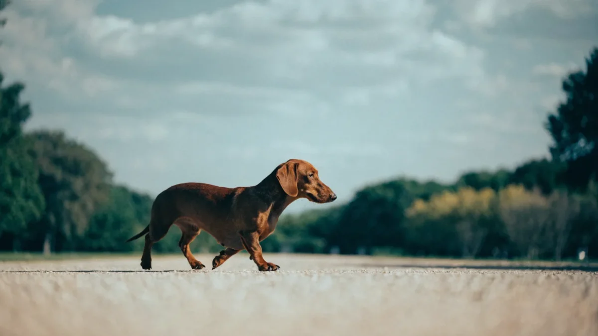 Dachshund Exercise Needs: Protecting That Long Back While Staying Fit