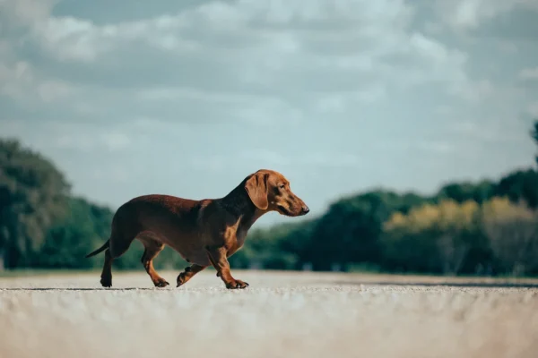 Red Dachshund walking steadily along a flat park path