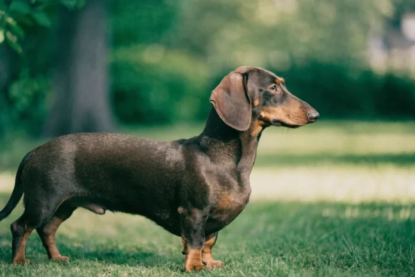 Smooth-coated dachshund in profile outdoors, showing the breed's characteristic long body and short legs