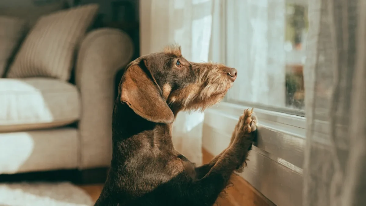 Dachshund Temperament: Big Personality in a Small Package