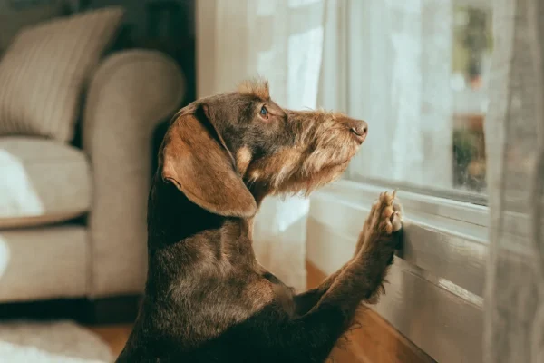 Wirehaired dachshund standing on hind legs looking alertly out a sunny living room window