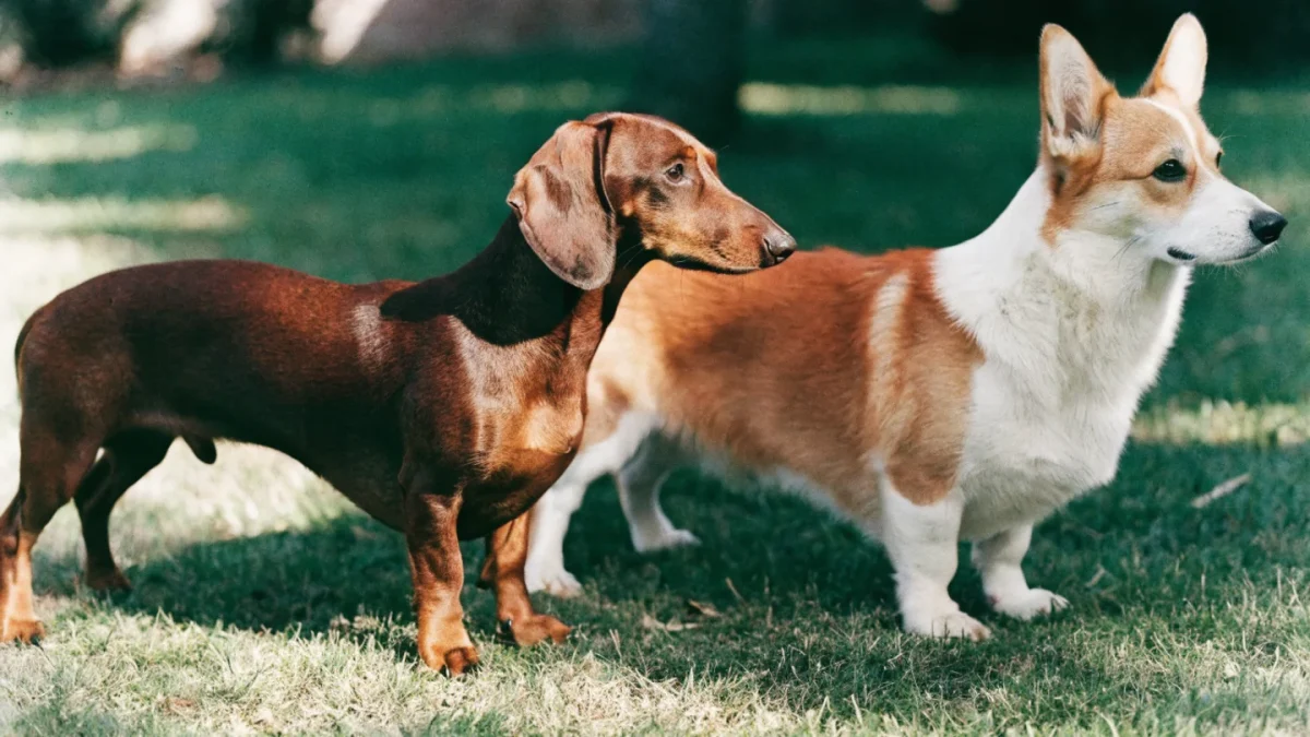 Dachshund vs Corgi: Short-Legged Breeds With Big Personalities