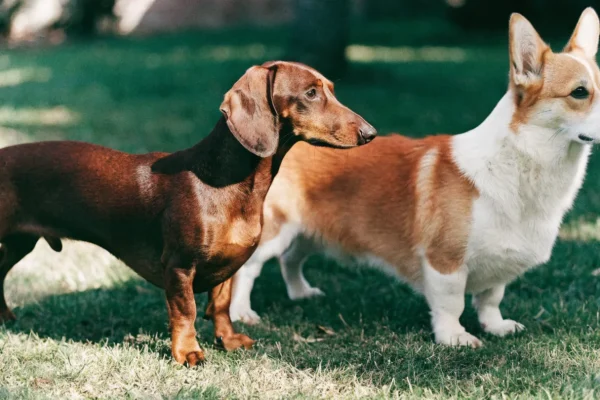 Dachshund and Pembroke Welsh Corgi standing side by side on grass