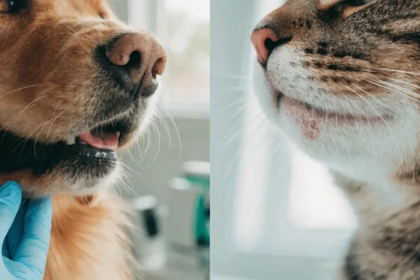 A veterinarian closely examining the chin and facial skin of a dog and a cat for bumpy skin conditions.