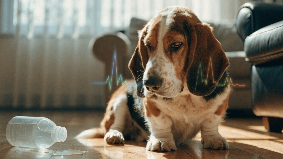 Decoding Dog Odors: Why Your Dog’s “Smell” is a Health Alarm, Not a Grooming Flaw