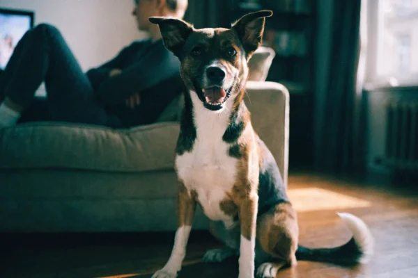 Dog demand barking at owner for attention in living room