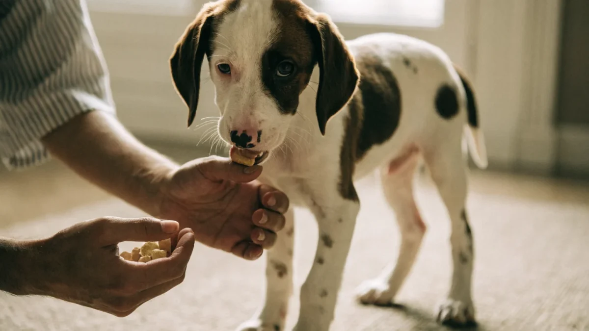 Desensitizing a Puppy to Grooming: Handling Exercises