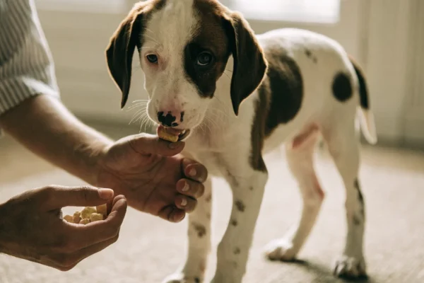 Person gently touching puppy paw while puppy eats from hand during desensitization training